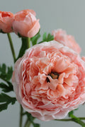 Ranúnculo Buttercup Fresh Touch Rosa/Coral - 61 cm