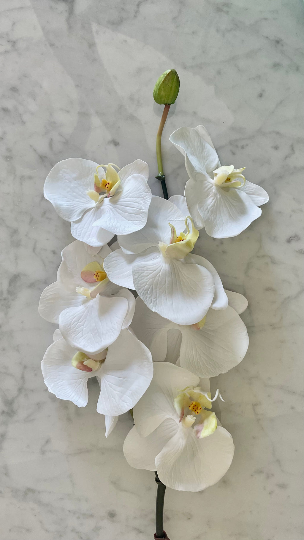 Orquidea Phalaenopsis Premium con Botón Blanca - 85 cm