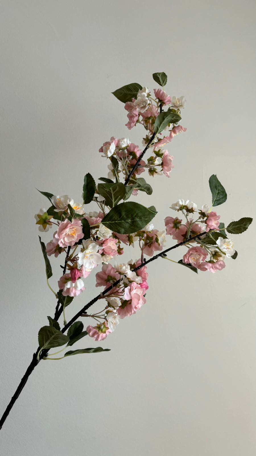 Yoshina Cherry Blossom rosa -105cm