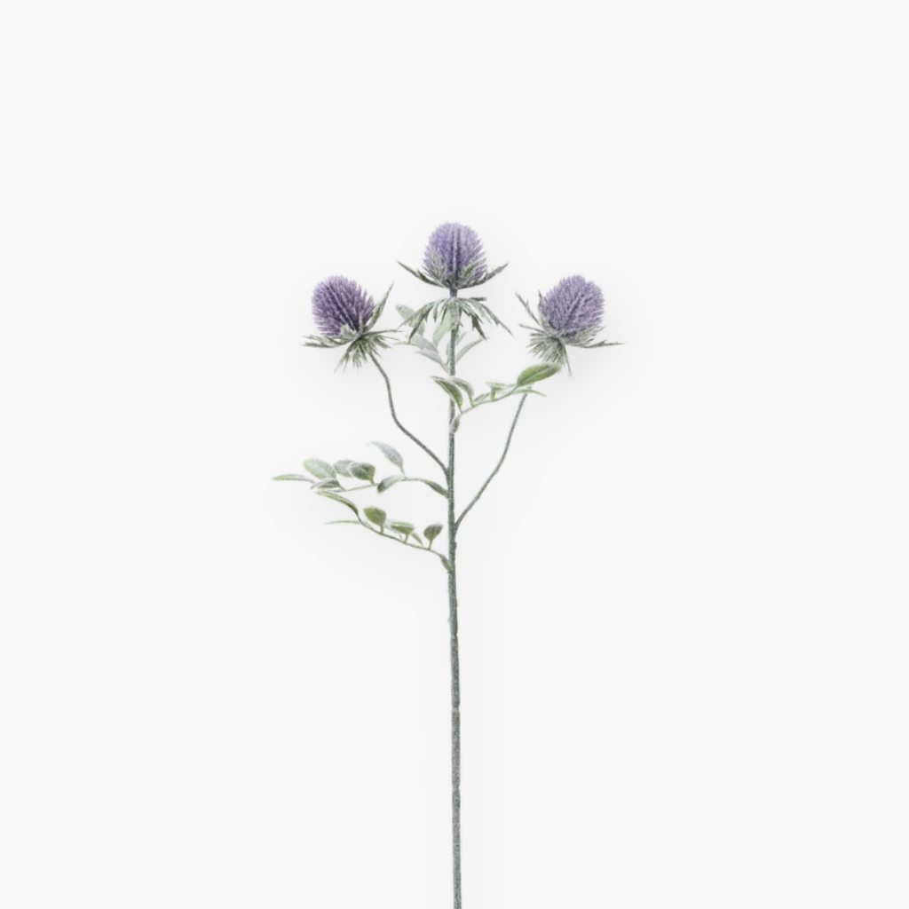 Garden Thistle - 53 cm