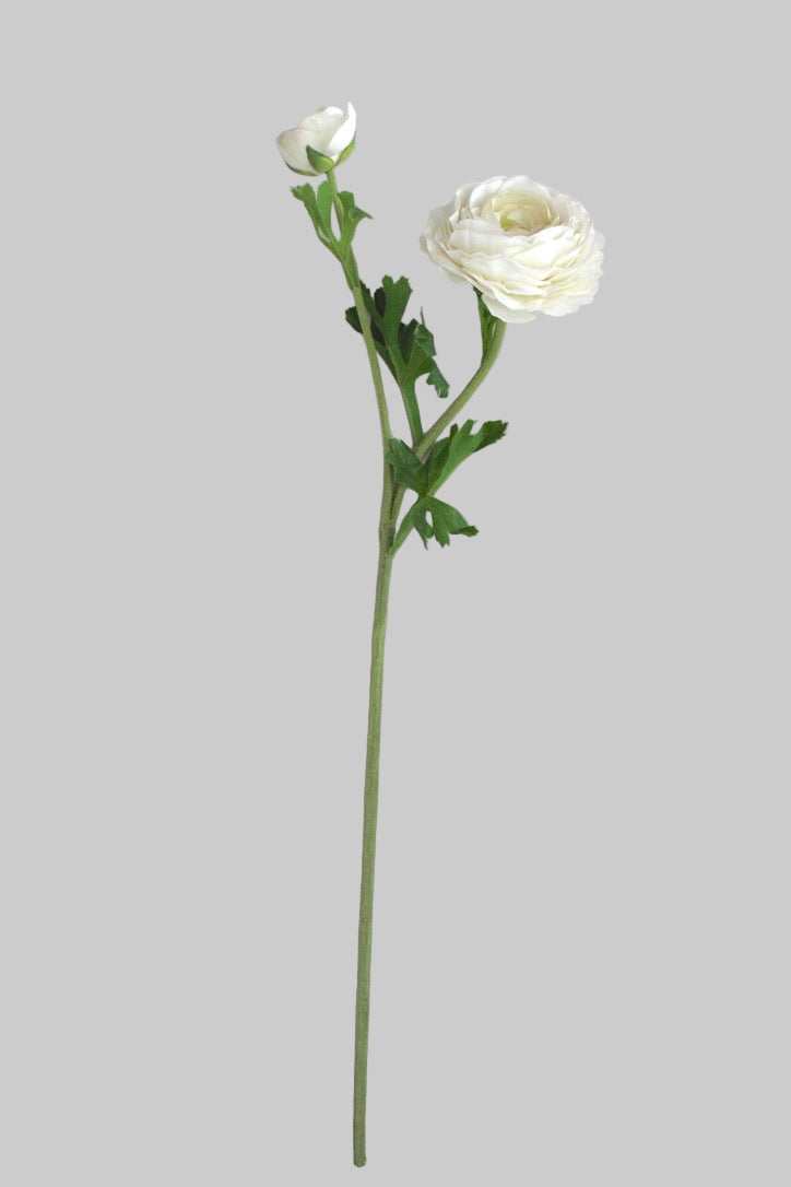 Ranúnculo Asiático Fresh Touch Blanca - 61 cm