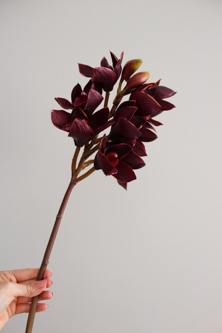 Orquidea Cymbidium Premium Vino - 48 cm