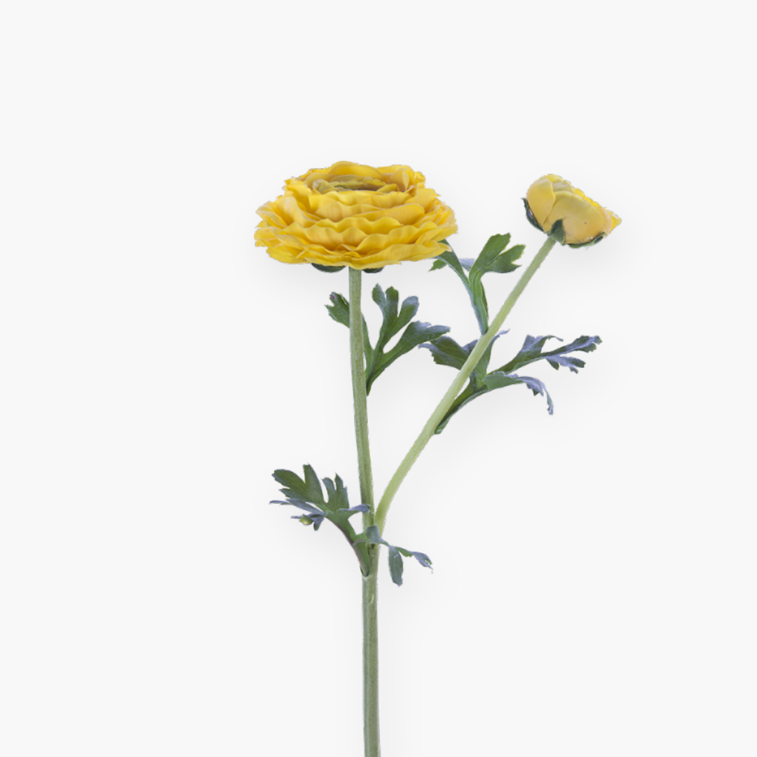 Ranúnculo Asiático Fresh Touch Amarillo - 61 cm
