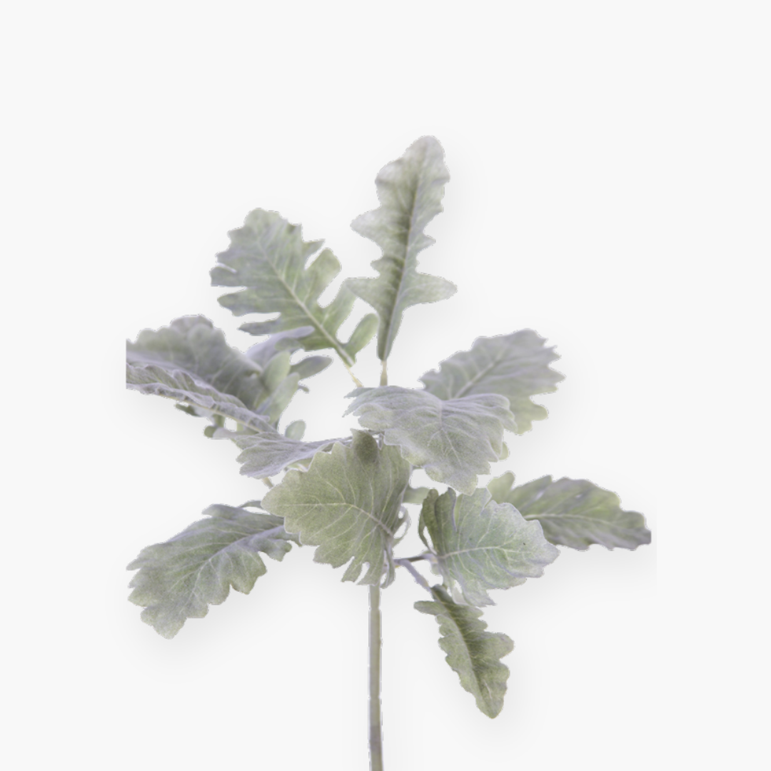 Dusty miller- 44 cm