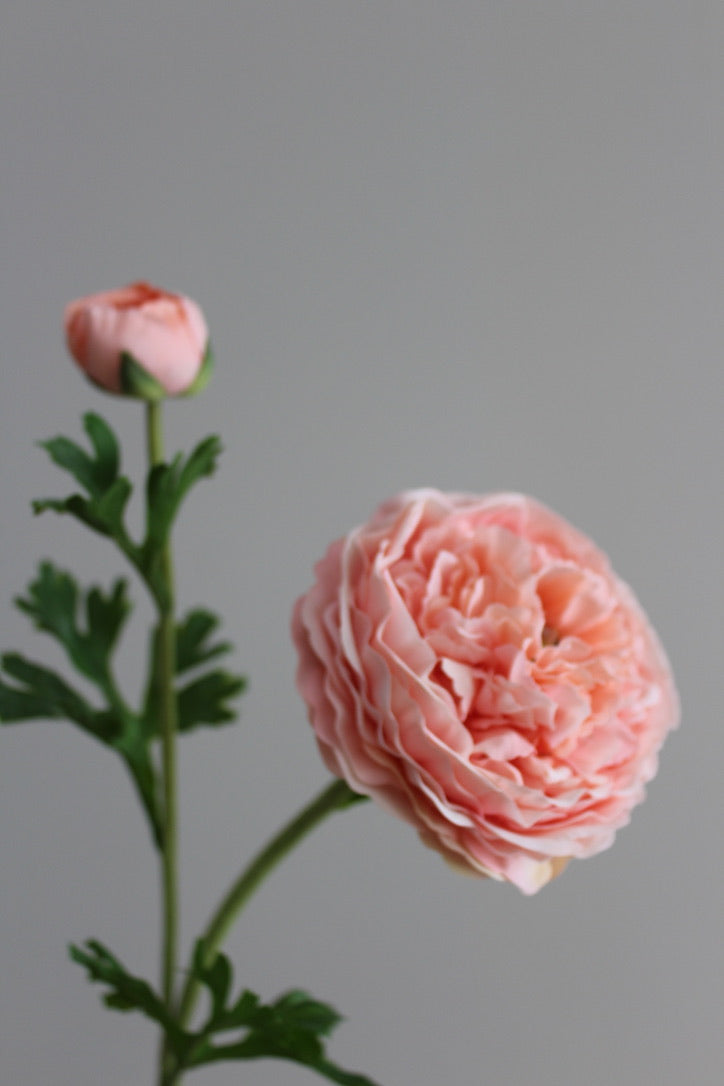 Ranúnculo Buttercup Fresh Touch Rosa/Coral - 61 cm