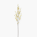 Forsythia - 130 cm