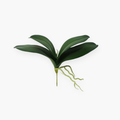 Hoja de Orquídea - 25 cm