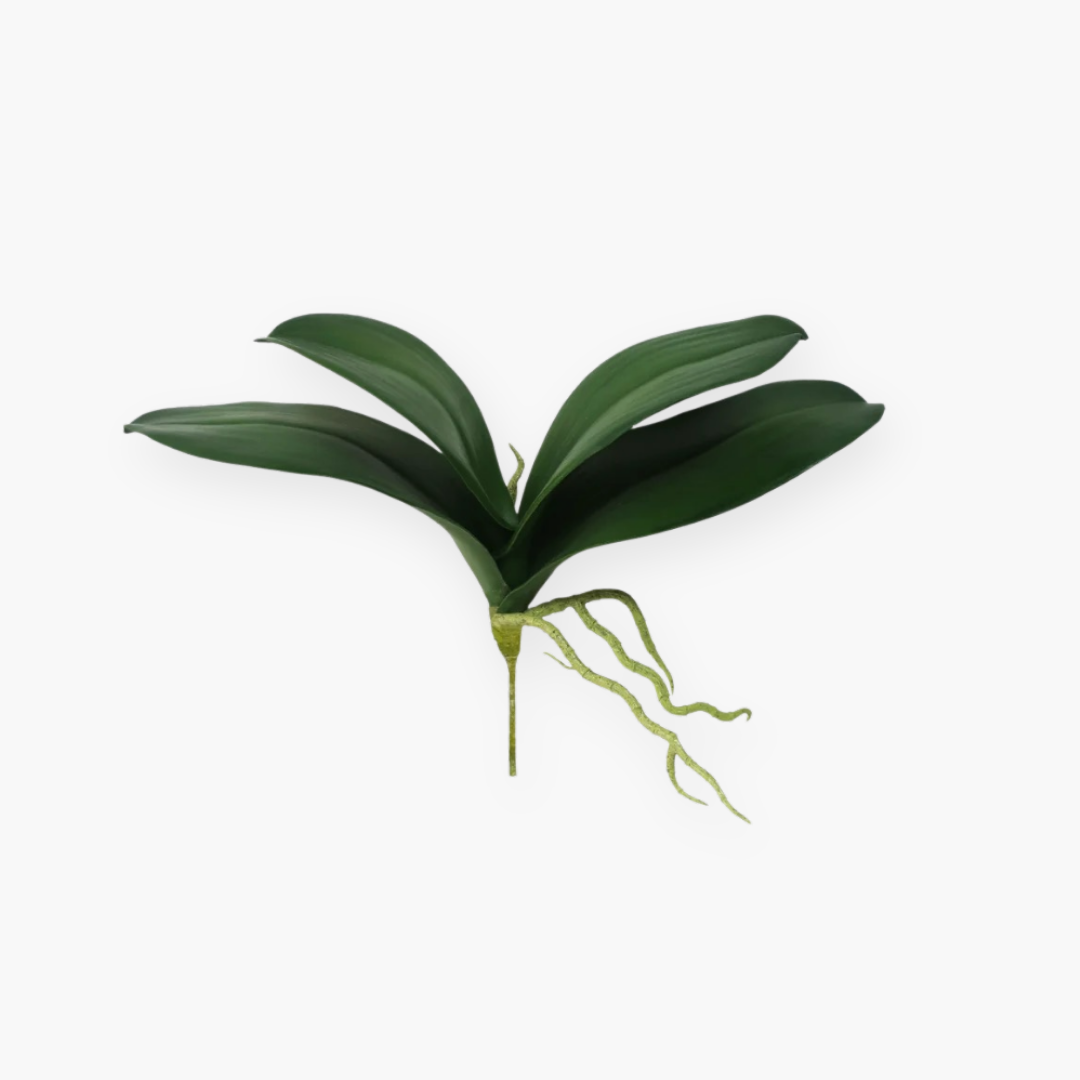 Hoja de Orquídea - 25 cm