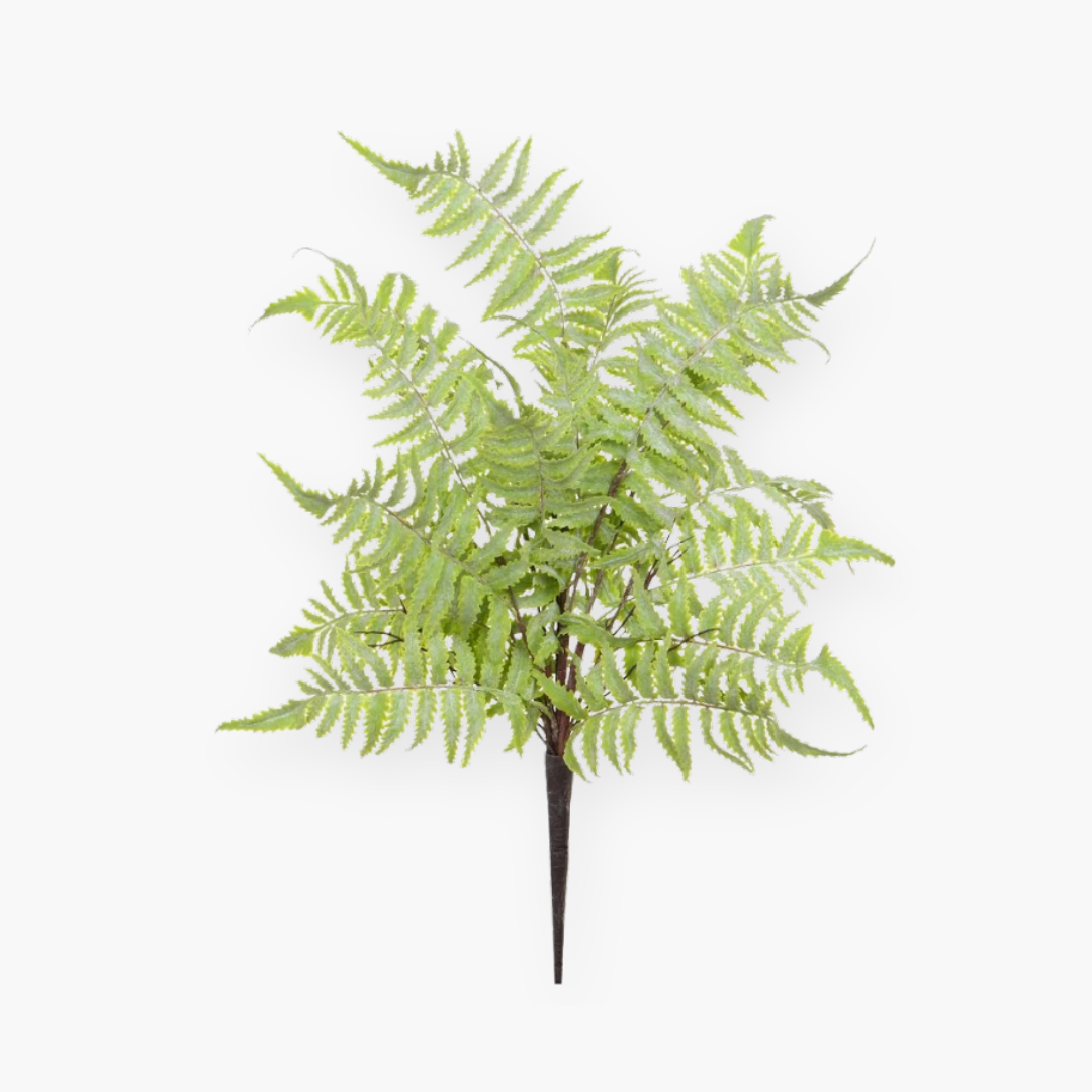 Helecho sword - 51 cm