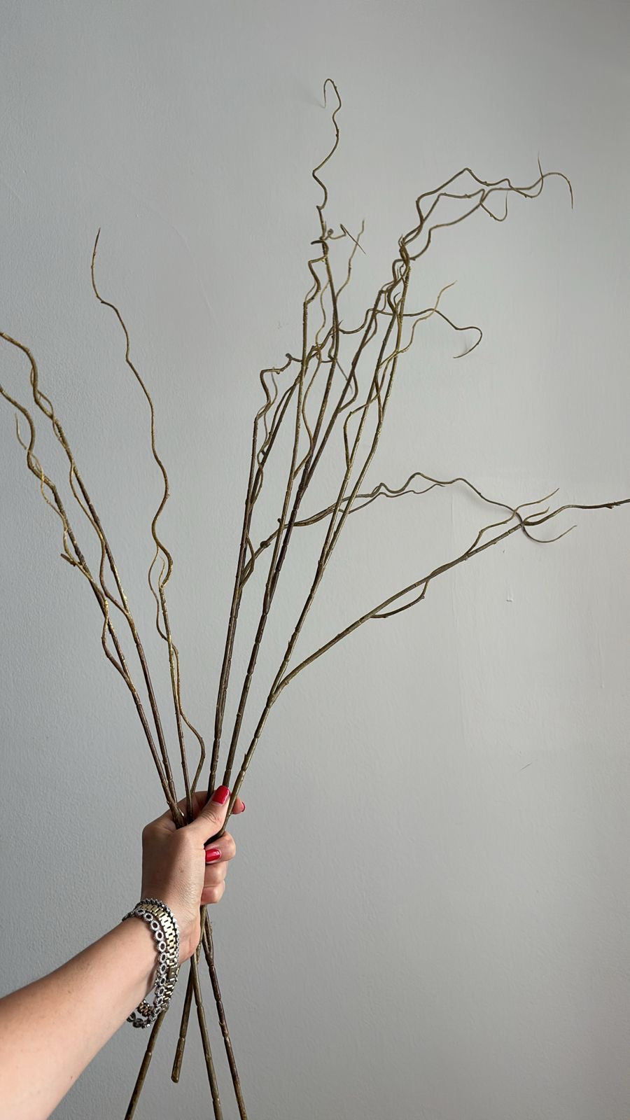 Curly Willow