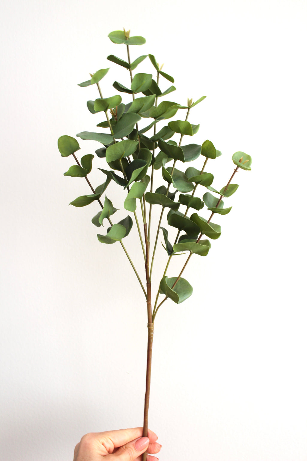 Eucalipto dolar - 69 cm