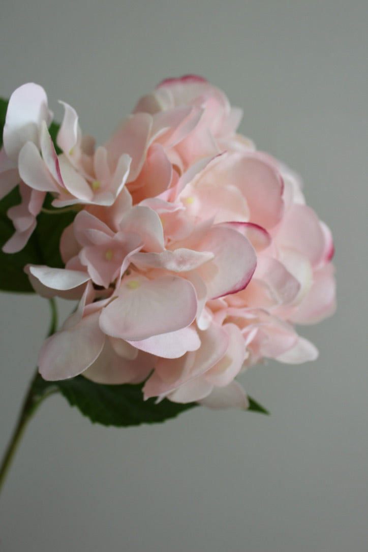 Hortensia Fresh Touch Rosa Claro con Hoja - 56 cm