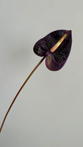 Anturio Berenjena - 56cm