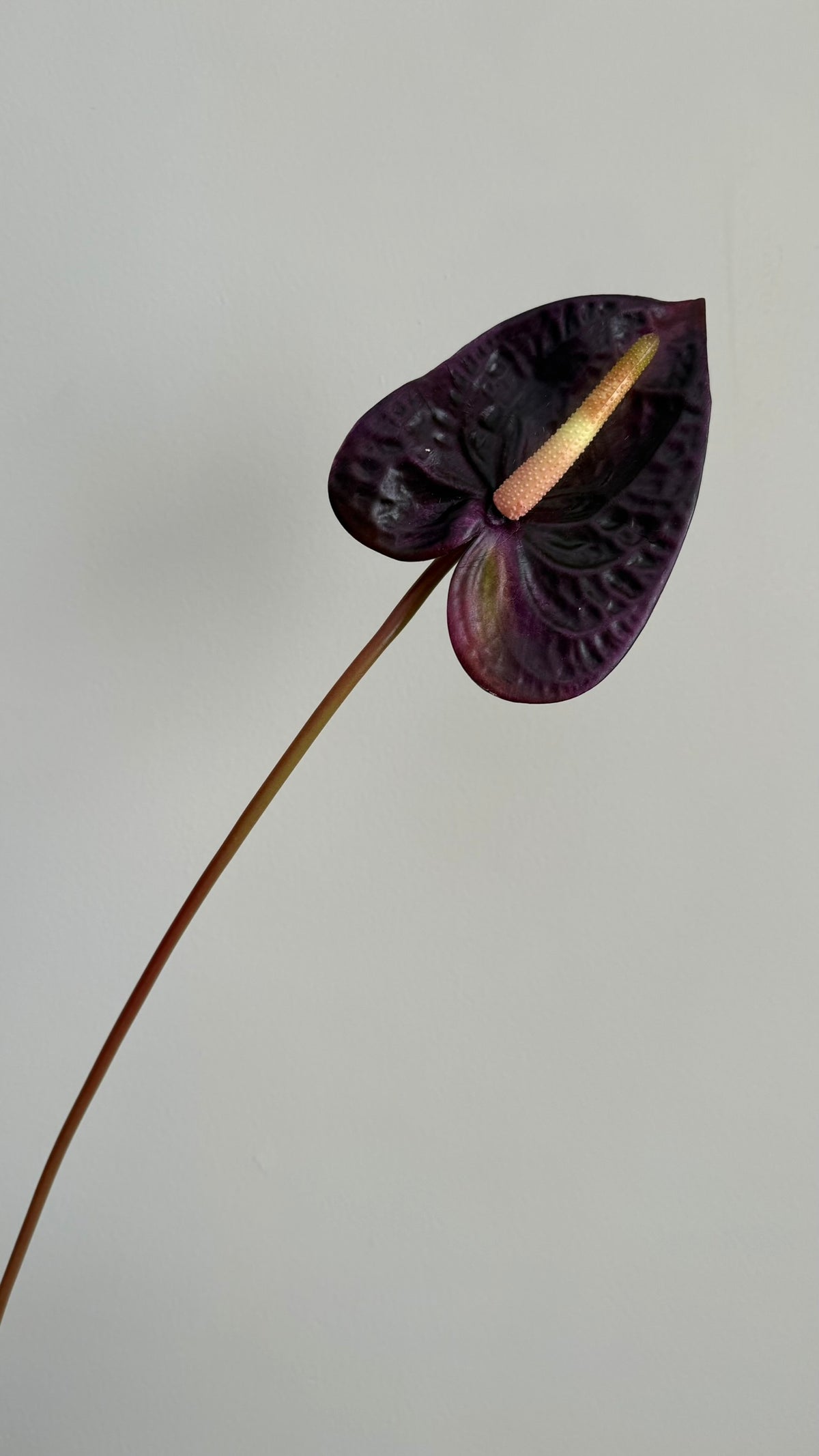 Anturio Berenjena - 56cm