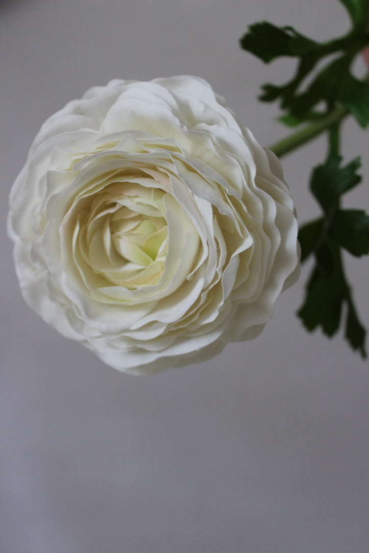 Ranúnculo Asiático Fresh Touch Blanca - 61 cm