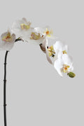 Orquidea Phalaenopsis Premium con Botón Blanca - 85 cm