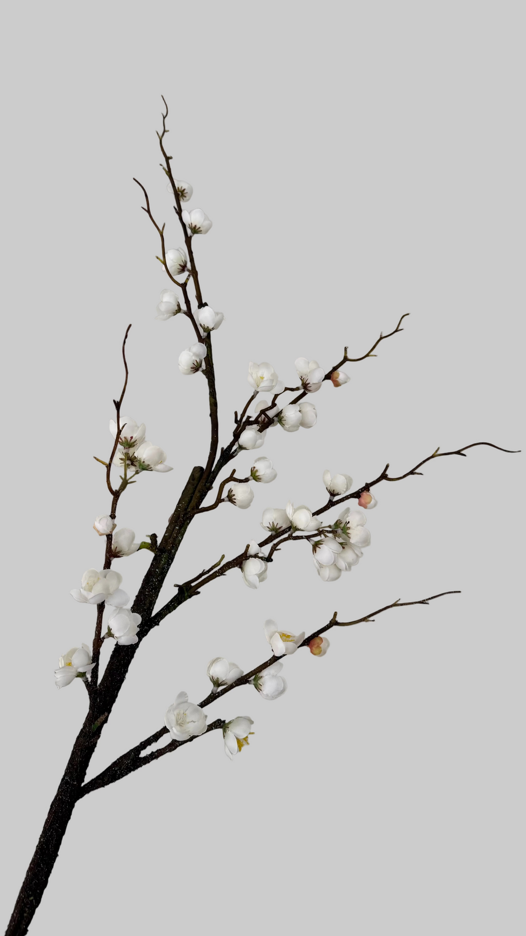 Plum blossom -120cm