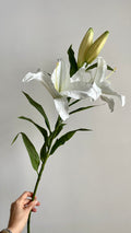 Casa Blanca Premium Doble Flor - 100 cm