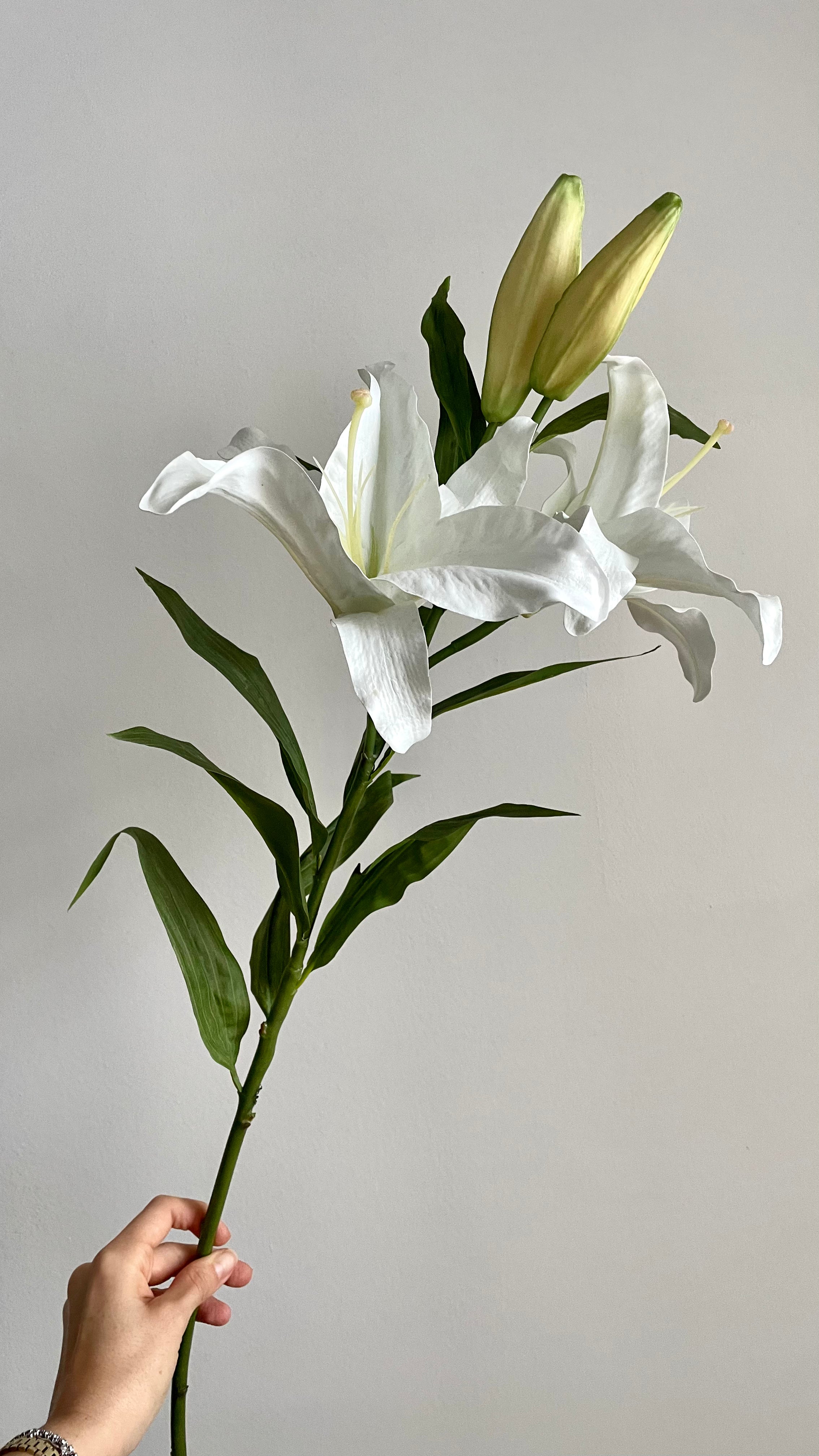 Casa Blanca Premium Doble Flor - 100 cm