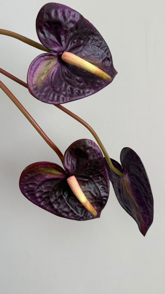 Anturio Berenjena - 56cm