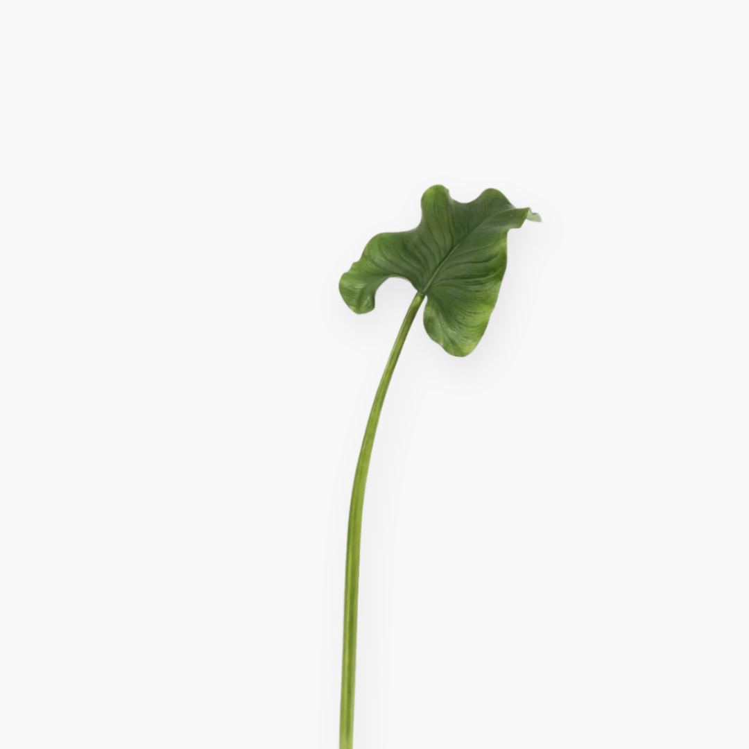 Calla Leaf Premium - 90 cm