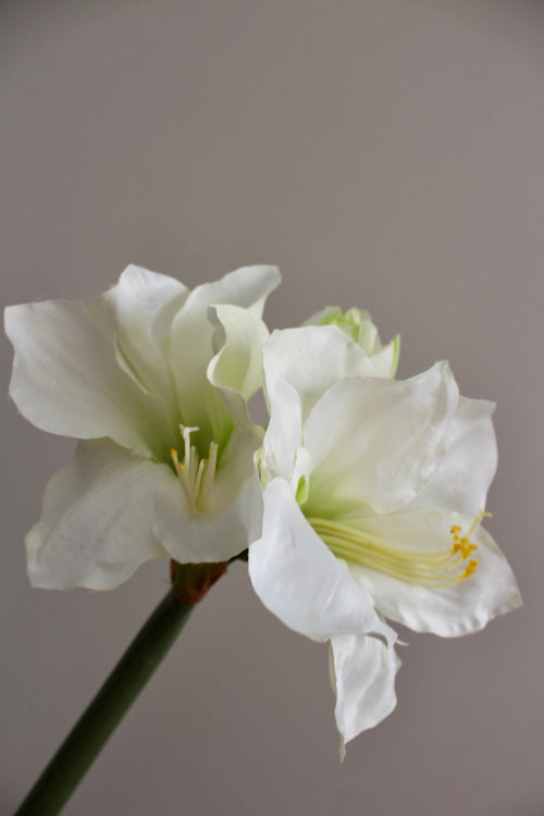 Amarylis Blanca - 50 cm