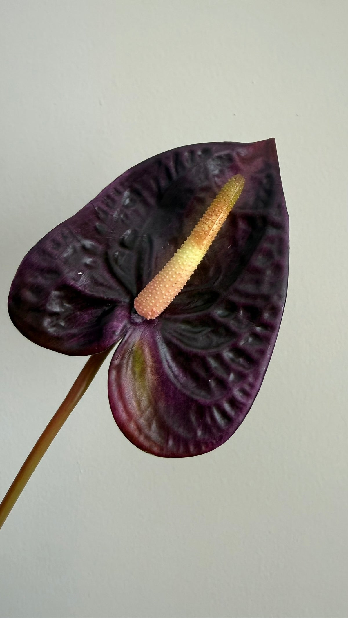 Anturio Berenjena - 56cm