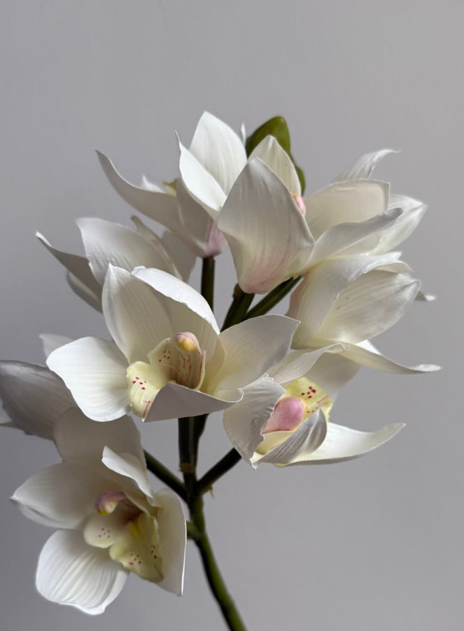 Orquidea Cymbidium Premium Blanca - 48 cm