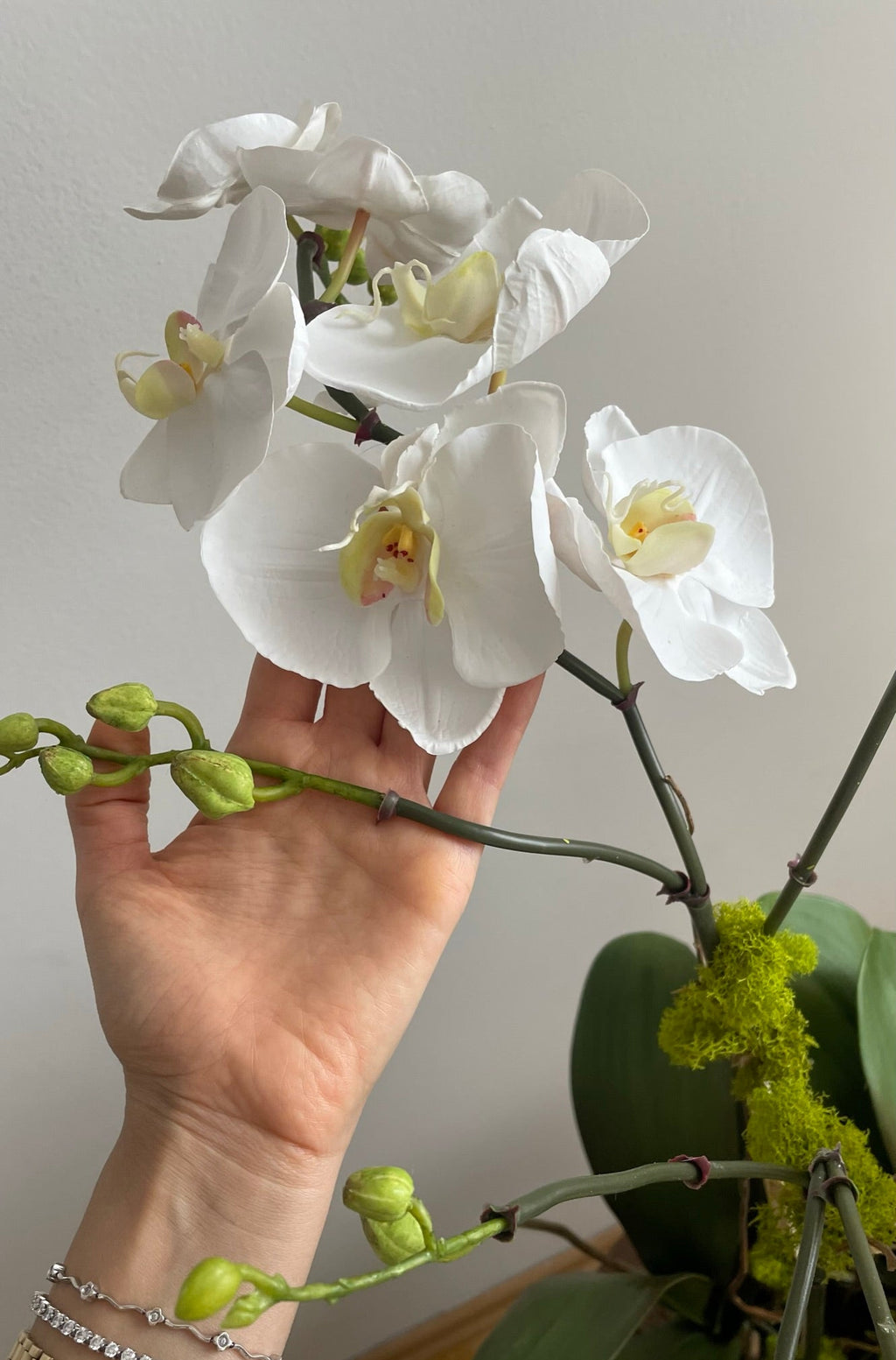 Orquidea Phalaenopsis Triple Vara - 94 cm