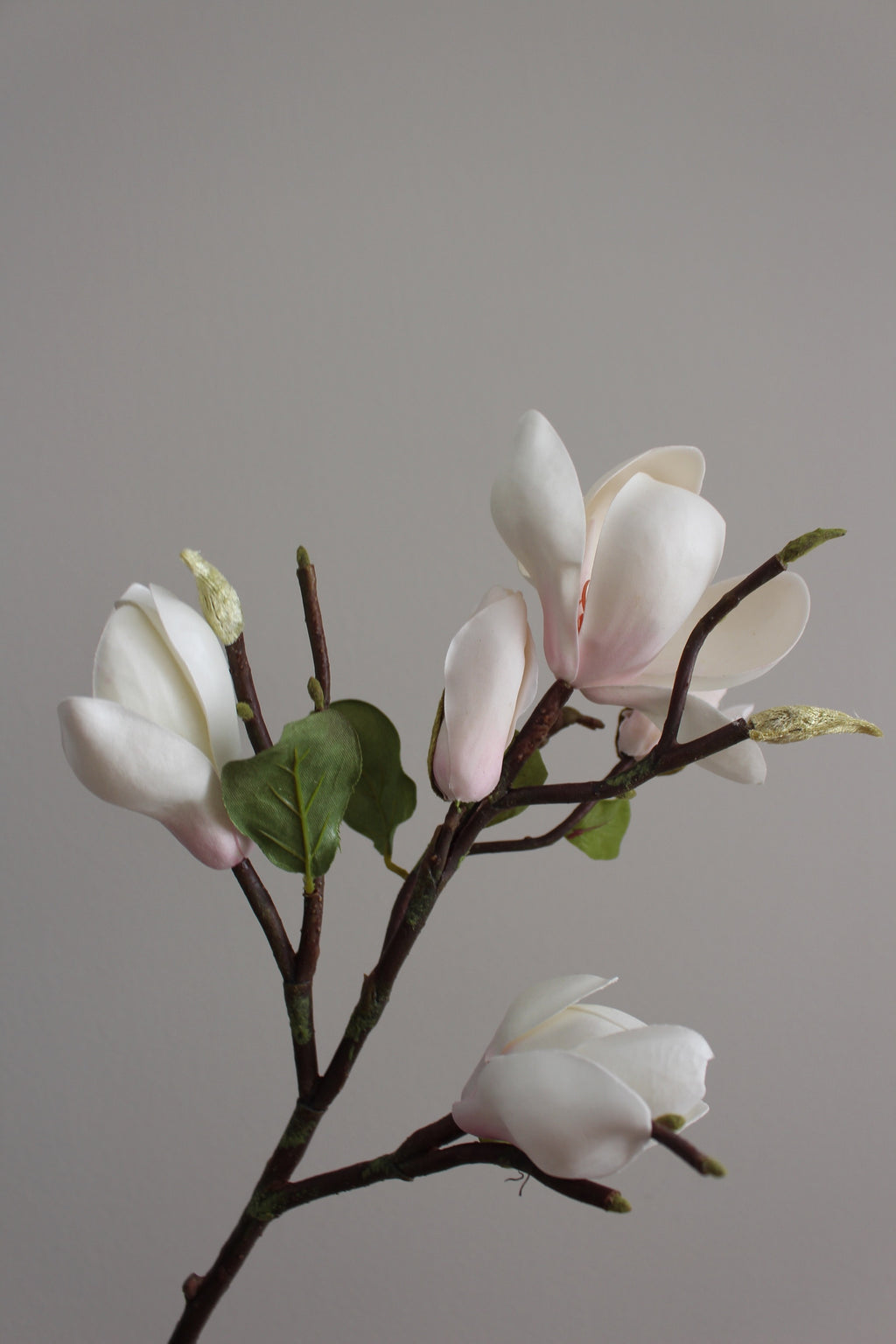 Magnolia Premium blanca - 51 cm
