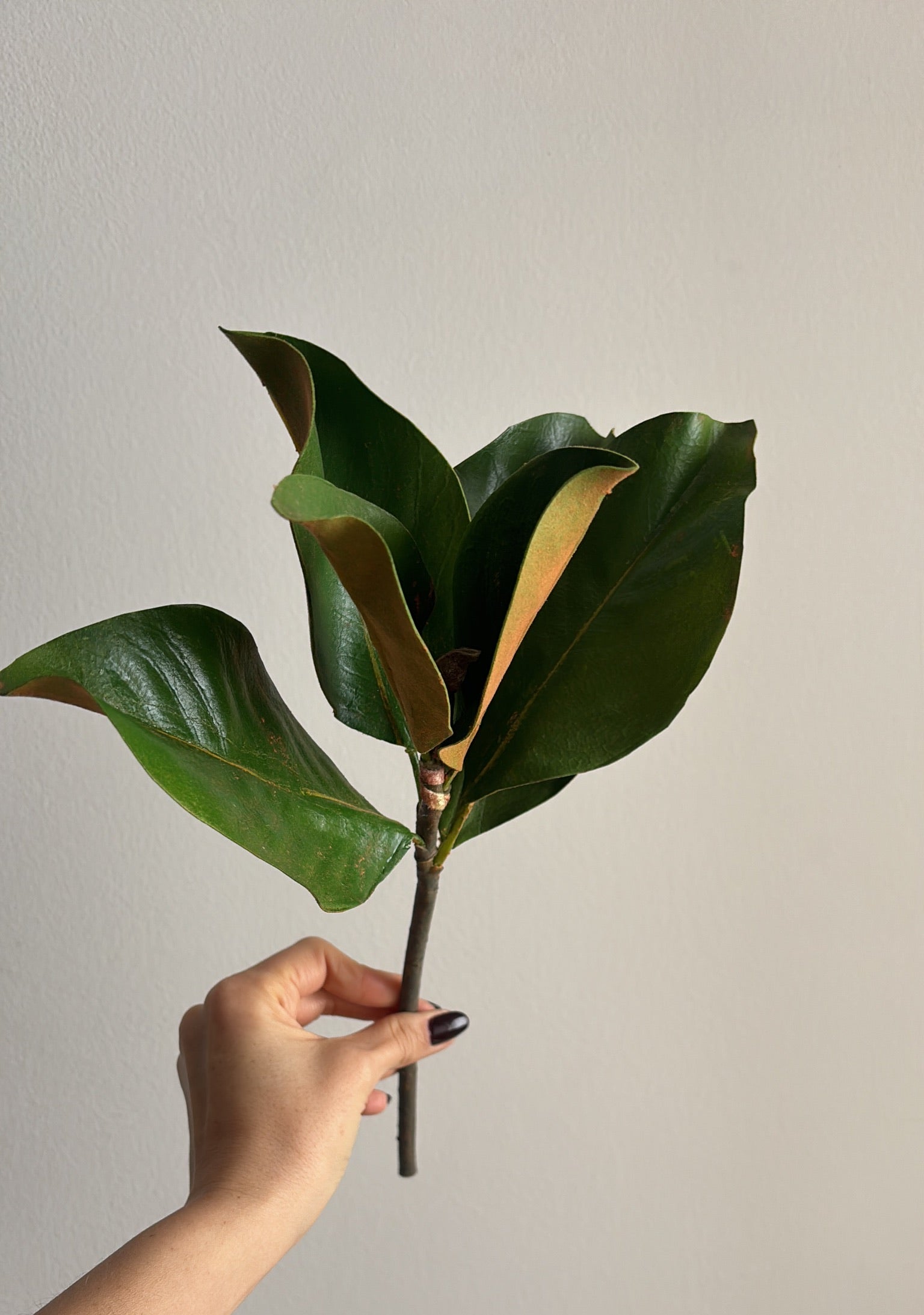 Hoja Magnolia Premium - 36 cm