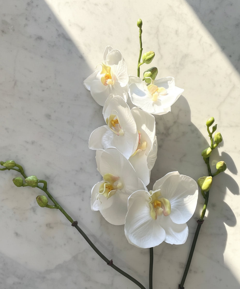 Orquidea Phalaenopsis Triple Vara - 94 cm