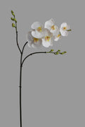 Orquidea Phalaenopsis Triple Vara - 94 cm
