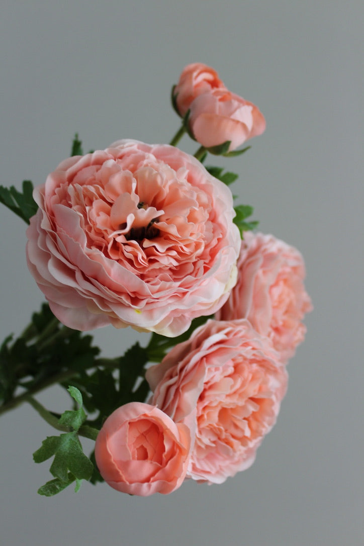 Ranúnculo Buttercup Fresh Touch Rosa/Coral - 61 cm