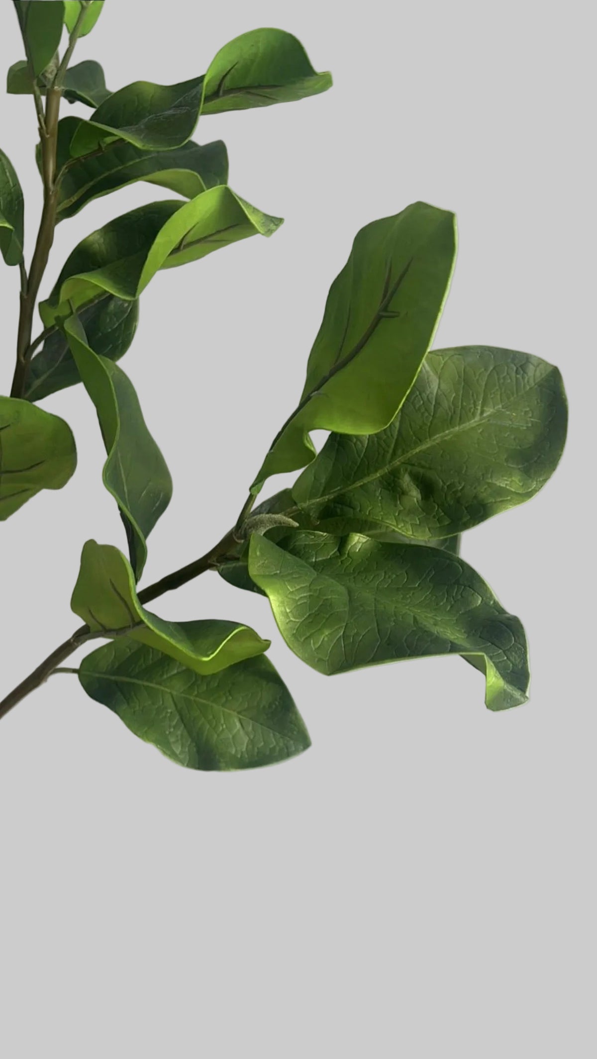Ceiba branch - 94 cm