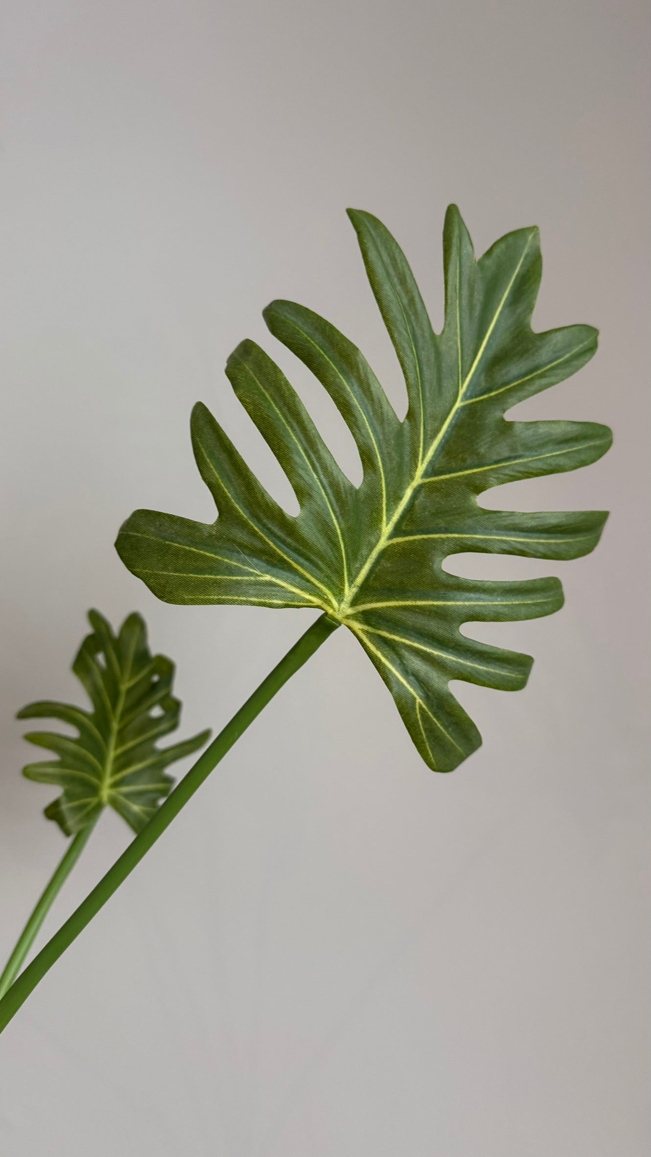 Split Philodendrum - 62 cm