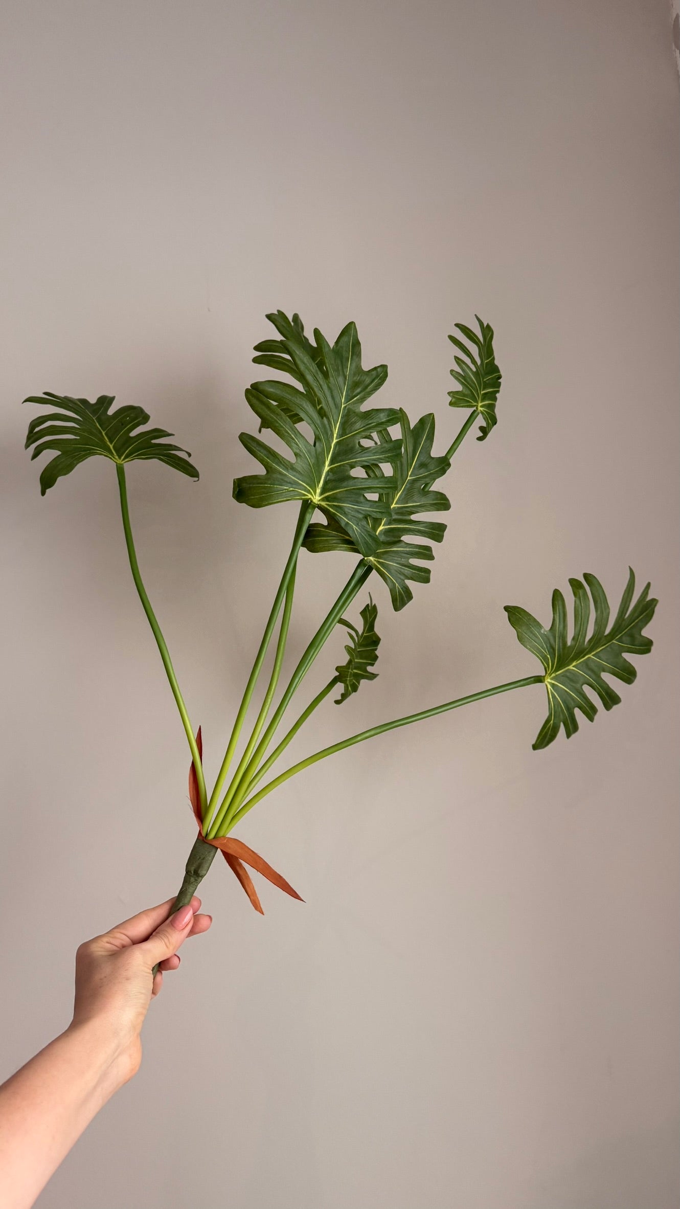 Split Philodendrum - 62 cm