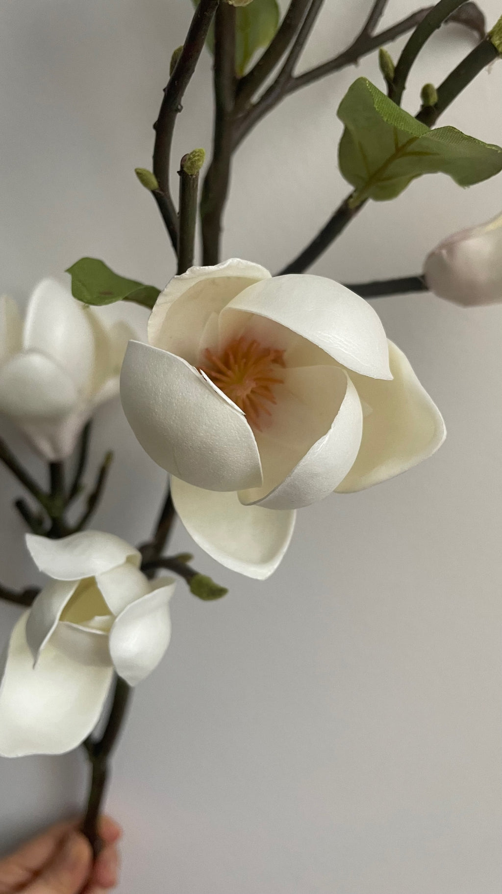 Magnolia Premium blanca - 51 cm