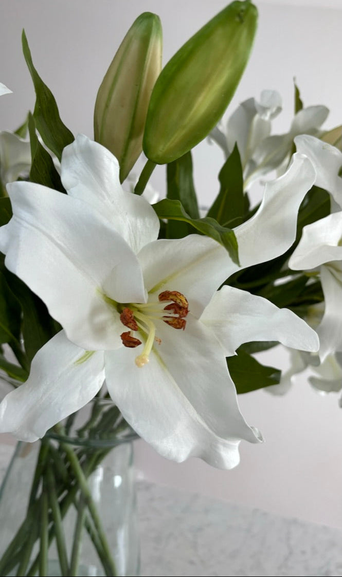 Casa Blanca Premium - 69 cm