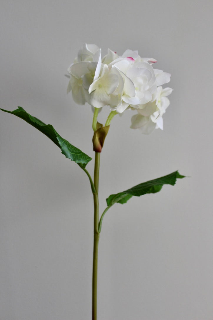 Hortensia Fresh Touch blanco/rosa - 56cm