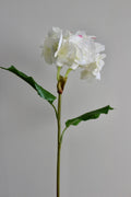 Hortensia Fresh Touch blanco/rosa - 56cm