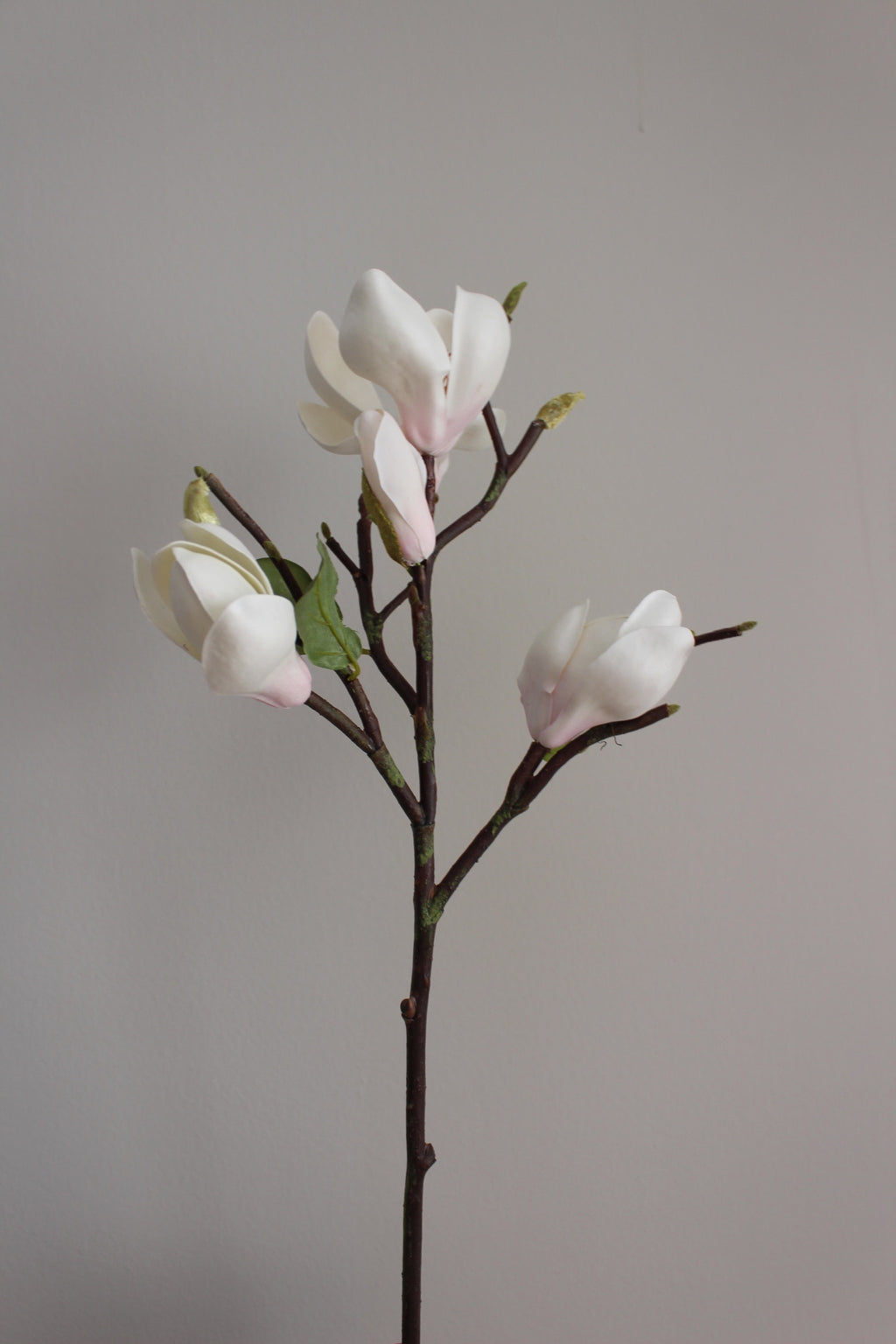 Magnolia Premium blanca - 51 cm