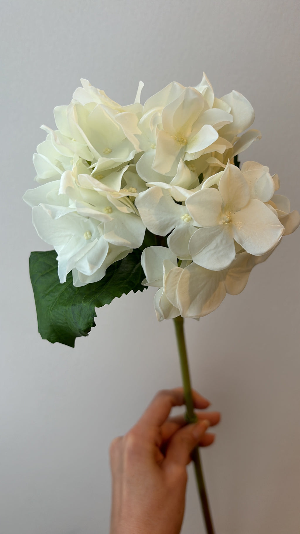 Hortensia Fresh con Hoja  Blanca - 56 cm