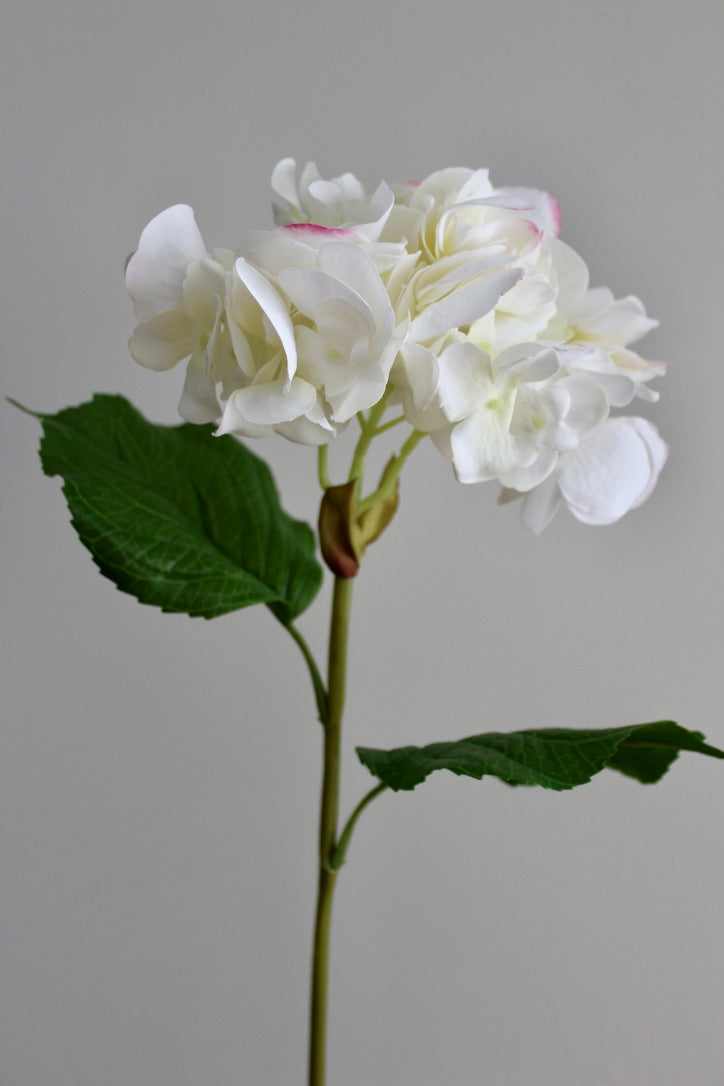 Hortensia Fresh Touch blanco/rosa - 56cm