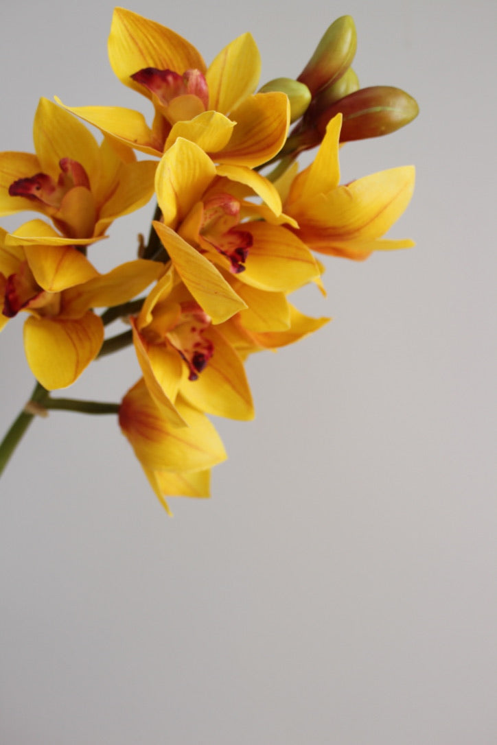 Orquidea Cymbidium Premium Amarilla - 48 cm