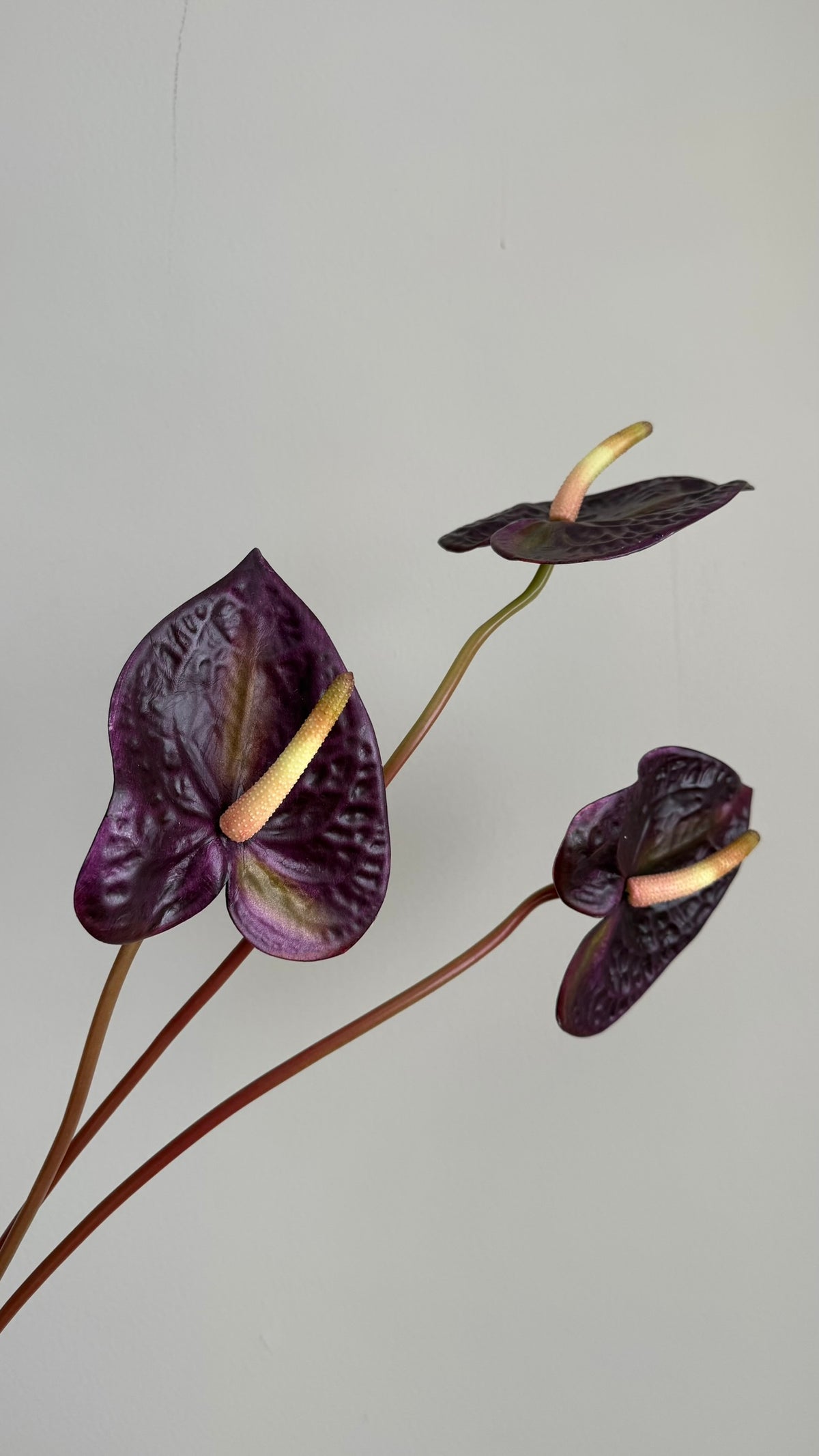 Anturio Berenjena - 56cm