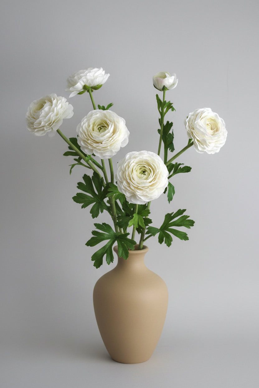 Ranúnculo Asiático Fresh Touch Blanca - 61 cm