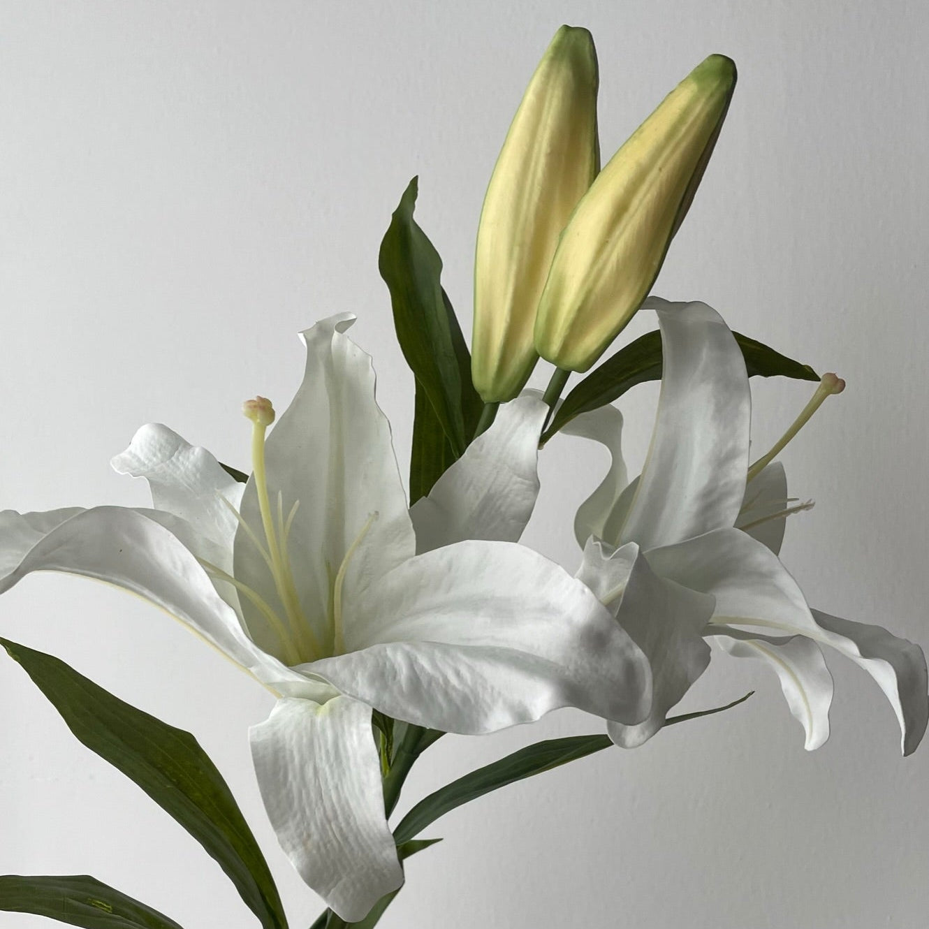 Casa Blanca Premium Doble Flor - 100 cm