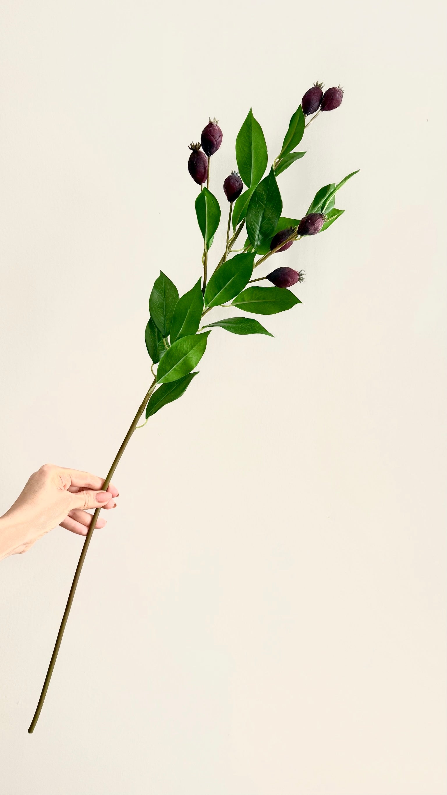Dune Berry - 81 cm
