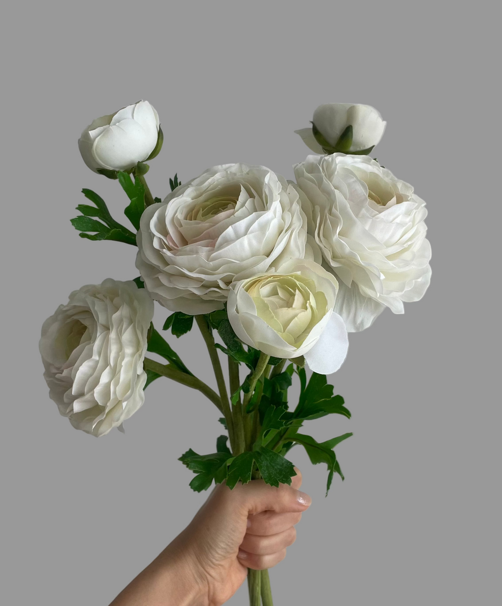 Ranúnculo Asiático Fresh Touch Blanca - 61 cm